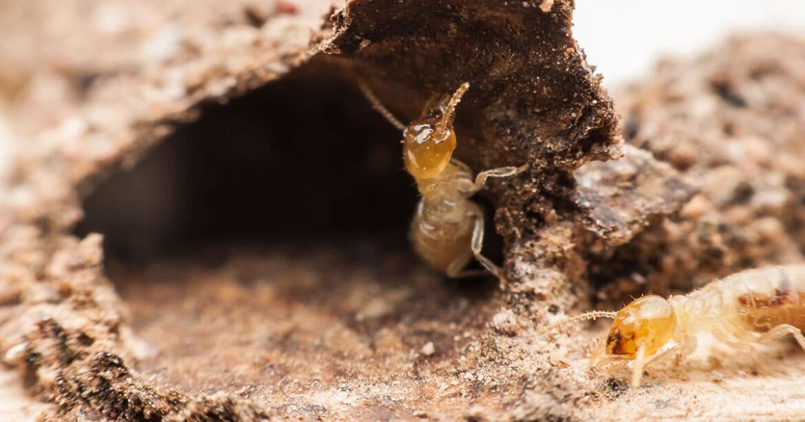 Termite Larvae: 8 Secrets Methods of How to Get Rid of Them?