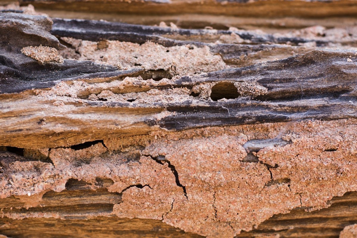 Termite Fumigation Image