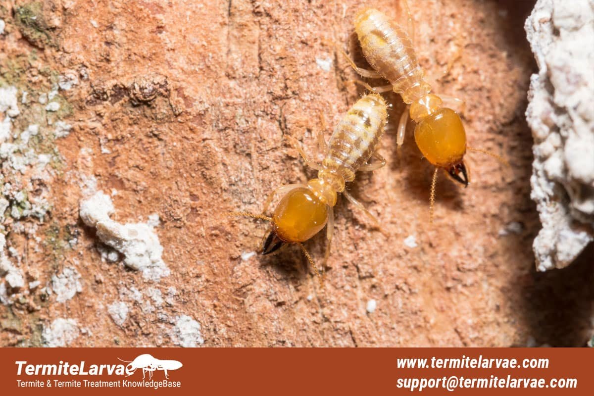 Termite Walking on Wood