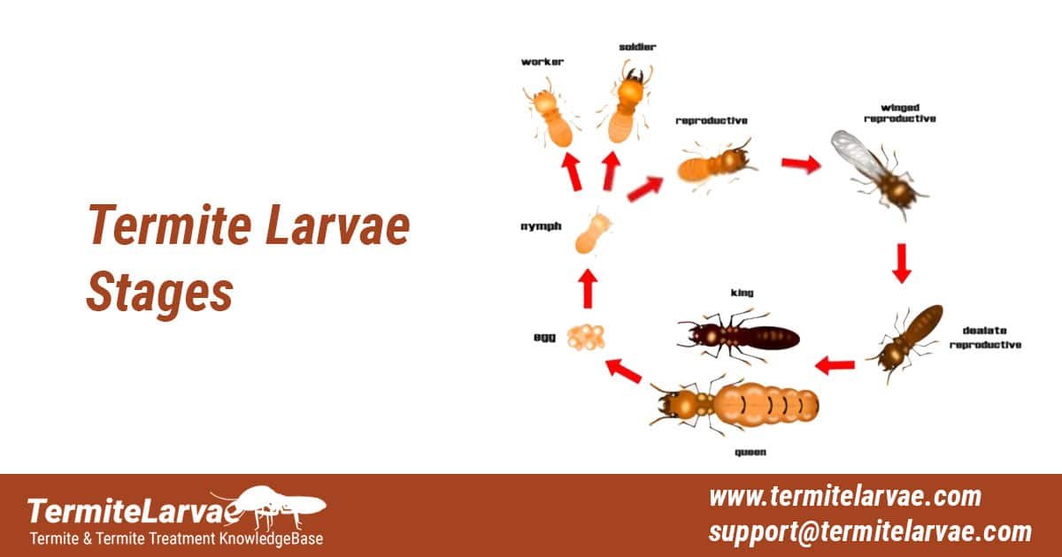 Termite larvae stages