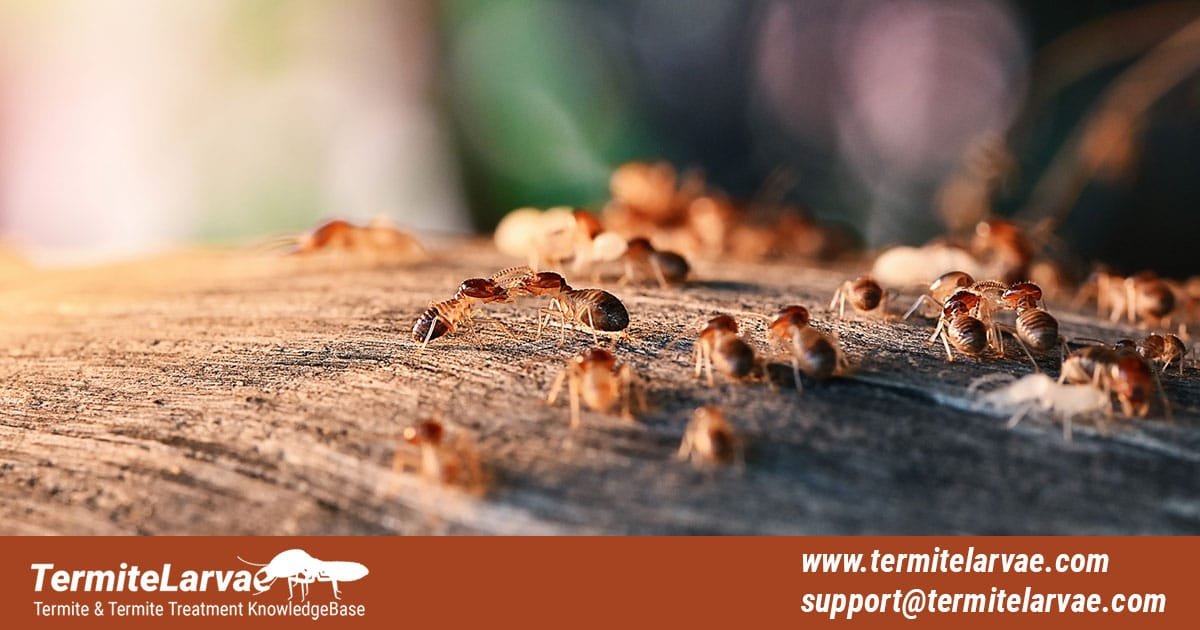 Wood Treatment Method for Termites
