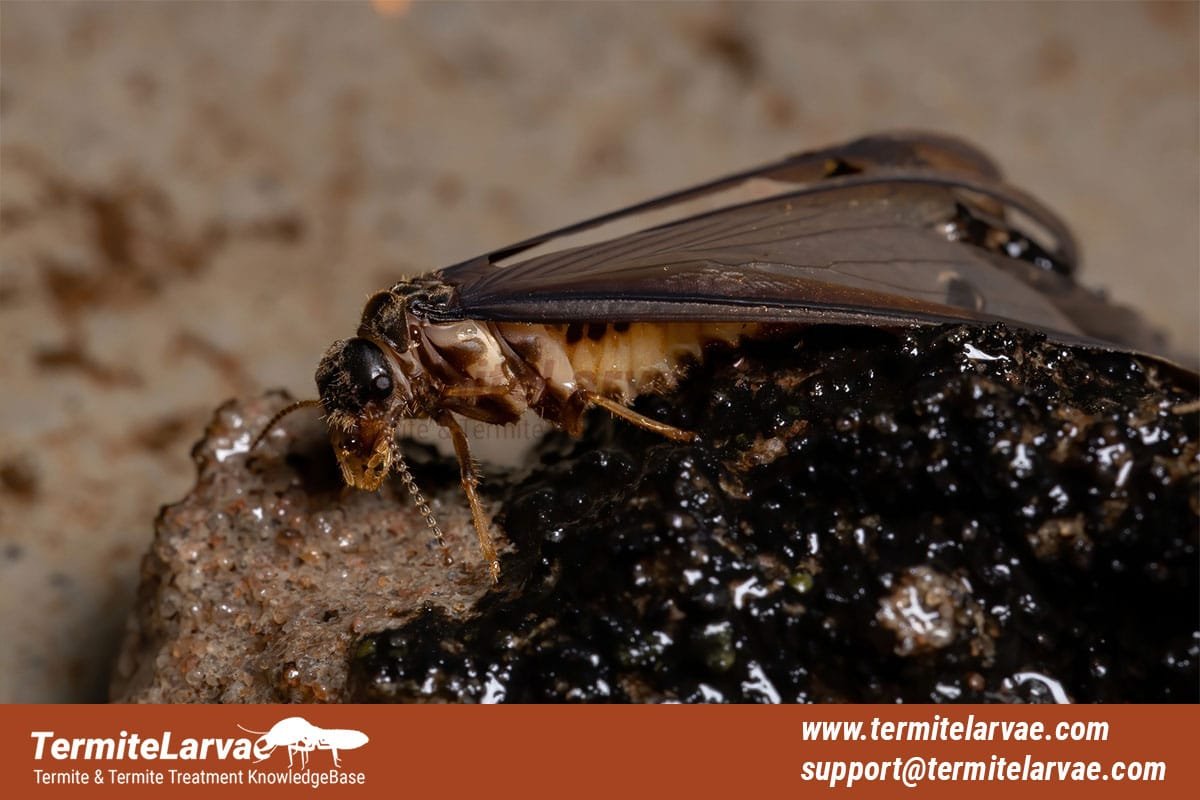 Termites with Wings