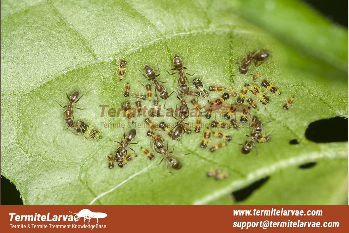 Ant Swarmers Vs. Termite Swarmers