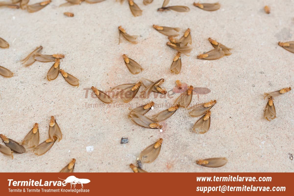 Do all termites have wings