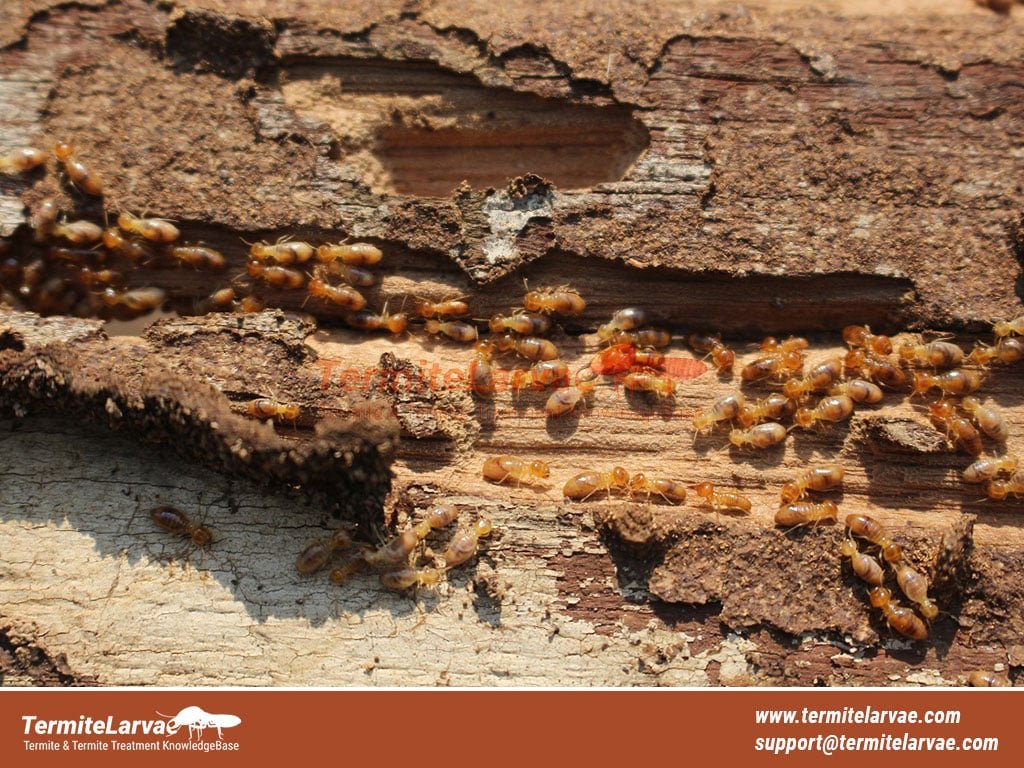 Termite Dropping
