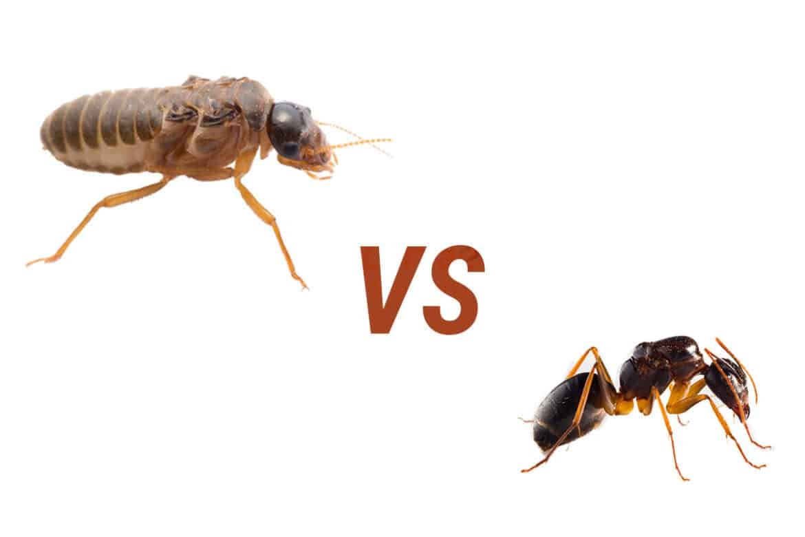 Termites Vs Ants Comparison & 10 Hidden Facts About Them