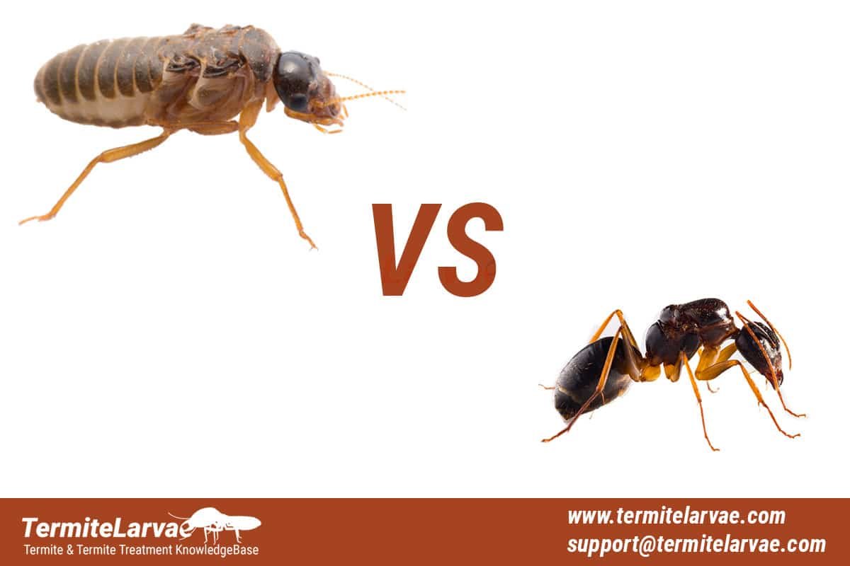 Termites Vs Ants