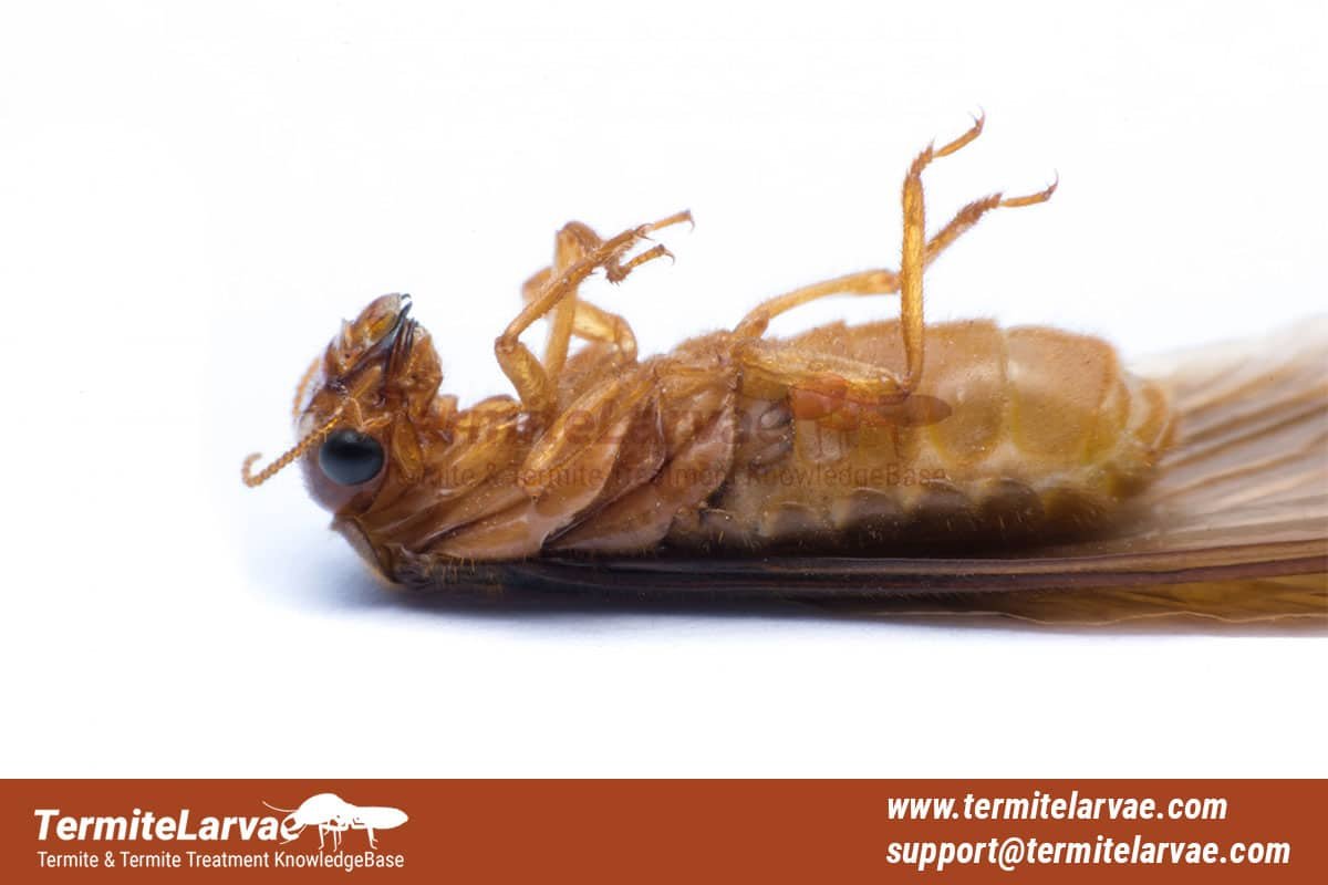 Termites with Wings
