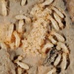 7 Confirm Symptoms of Baby Termite’s Presence in House