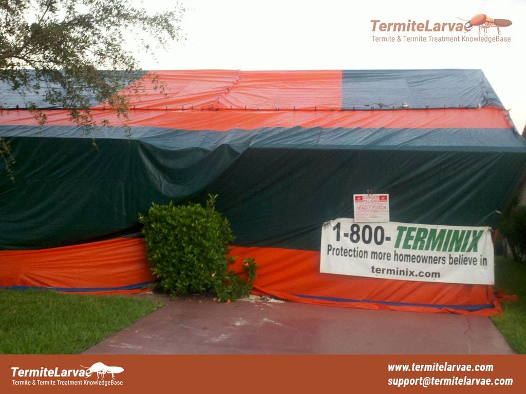 termite fumigation