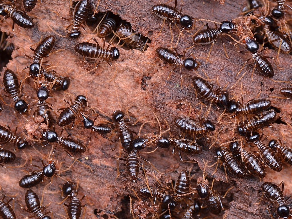 What Do Termites Look Like cover