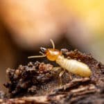 What Are Termites? – A Case Study & 4 Termination Procedures