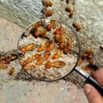 How Big Are Termites? Unveiling the Tiny Wood-Destroying Insects