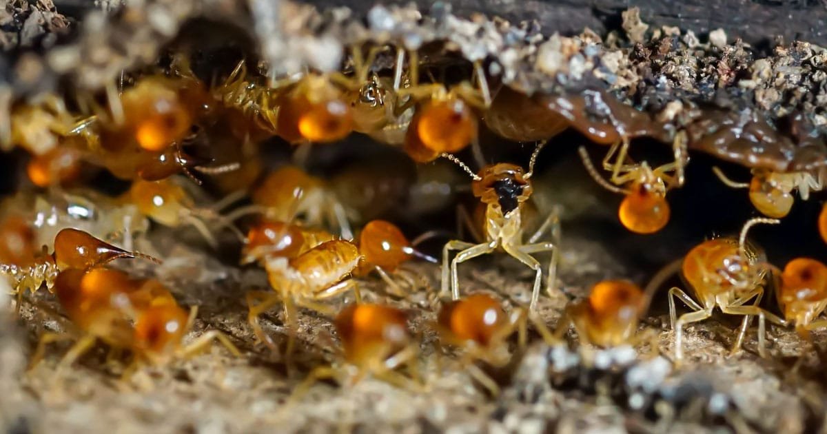Termite Larvae