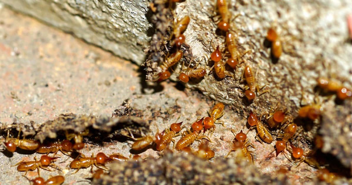 How Big Are Termites